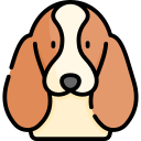 basset hound