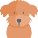 caniche icon