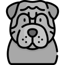 shar pei 