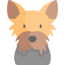 terrier de yorkshire icon