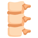 columna vertebral 