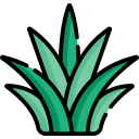 agave 