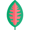 aglaonema rojo icon