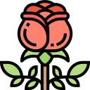 rosa icon