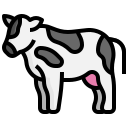 vaca