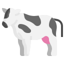 vaca