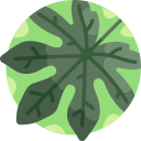 aralia icon