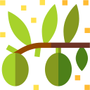 aceituna icon