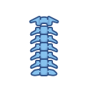 columna vertebral