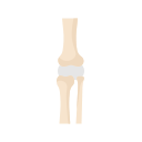 articulación de la rodilla