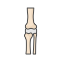 articulación de la rodilla 