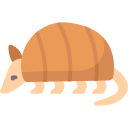 armadillo