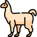 llama 