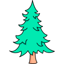 Balsam fir 