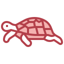 tortuga icon