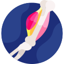 ligamento icon