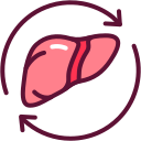 Órgão do fígado 