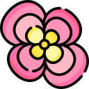 begônia 