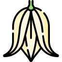 yucca 