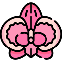 orchidée 
