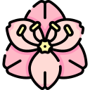 Amaryllis 