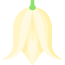 yucca 