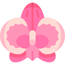 orchidée 