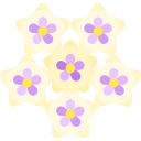 Hoya 