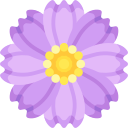aster mexicain 