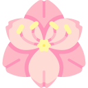 Amaryllis 