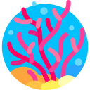 coral 