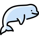 beluga