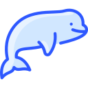 beluga 