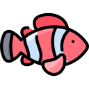 peixe-palhaço 