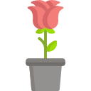 rosa icon