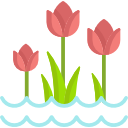 tulipanes 