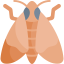 polilla icon