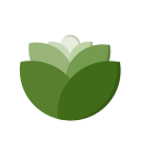 Cabbage