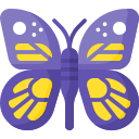 schmetterling 