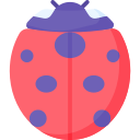 Ladybug 