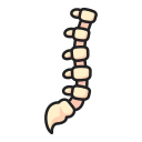 columna vertebral 