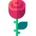 rosa