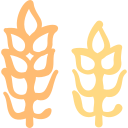 Wheat 