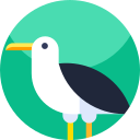 gaviota icon