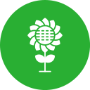 Sunflower icon