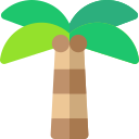 palmera