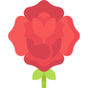 rosa icon