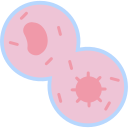 mitosis