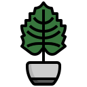 alocasia icon