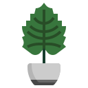 alocasia 